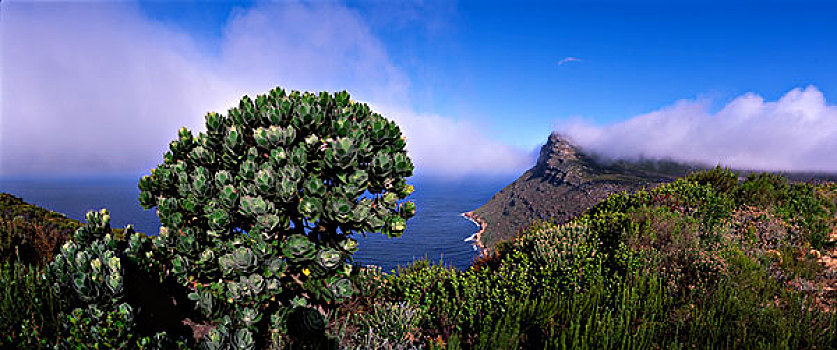 南非,桌山国家公园,雾气,峭壁,好望角
