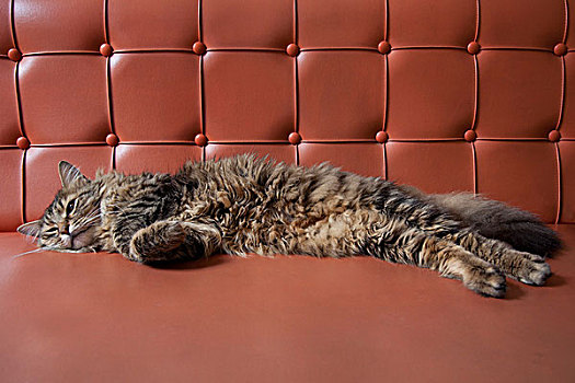 猫,卧,皮沙发