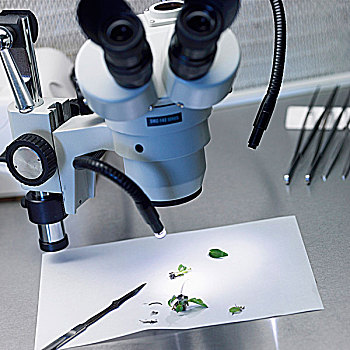 显微镜,片,植物,材质