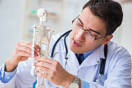 博士,学生,学习,骨头,骨骼