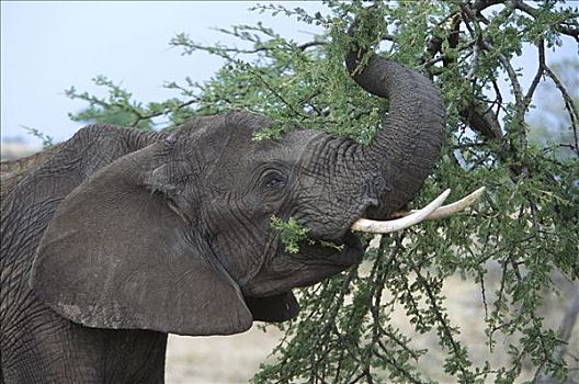 非洲象,雌性,浏览,树上,叶子,马赛马拉国家保护区,肯尼亚,非洲