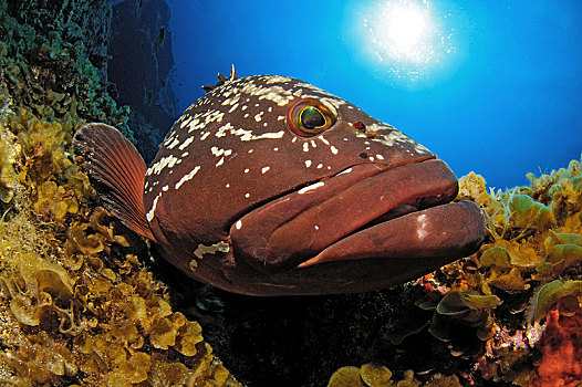 微暗,石斑鱼,头像,加纳利群岛,西班牙,欧洲