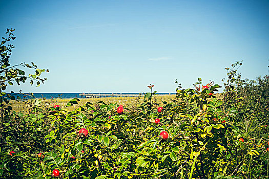 野玫瑰果,海岸