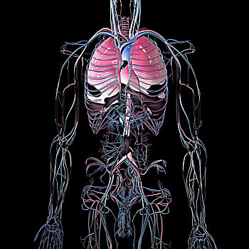 金属,蓝色,铬合金,躯干,脉络,动脉,肺,黑色背景,背景