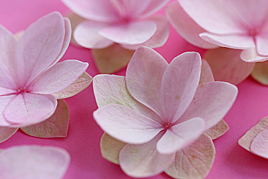 粉色,八仙花属,花