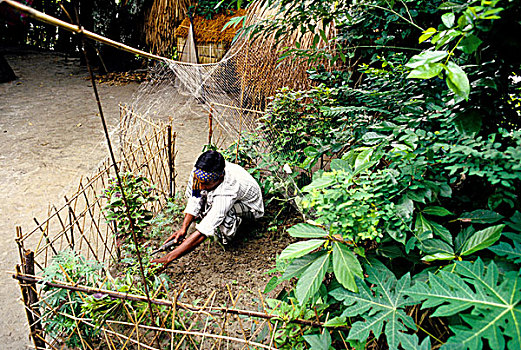 农民,菜园,孟加拉