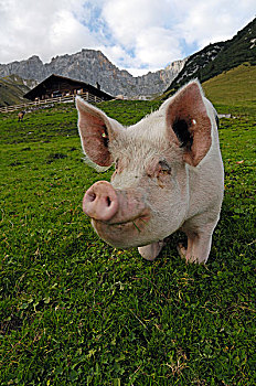 猪,山地牧场