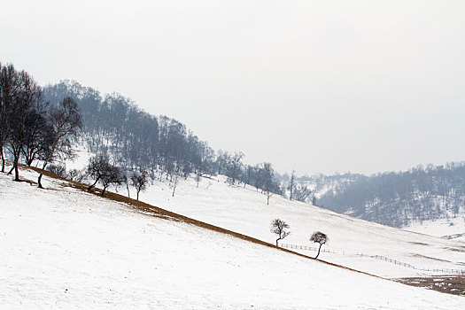 雪景