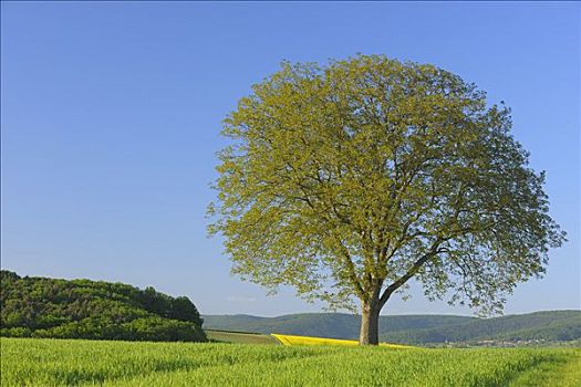 孤单,胡桃树,地点,施佩萨特,巴伐利亚,德国