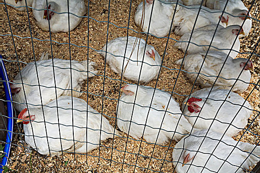 鸡,栏舍,科隆那,不列颠哥伦比亚省,加拿大