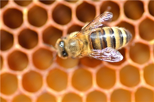 特写,蜜蜂,蜂窝