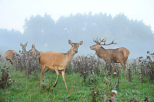 红鹿,鹿,草甸,巴伐利亚,德国