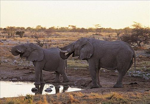 大象,非洲象,水坑,哺乳动物,晚间,埃托沙国家公园,纳米比亚,非洲,动物