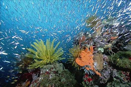 毛头星,珊瑚,礁石,围绕,脚,深,巴布亚新几内亚
