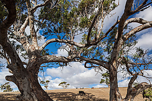澳大利亚,半岛,风景,树,地点,母牛