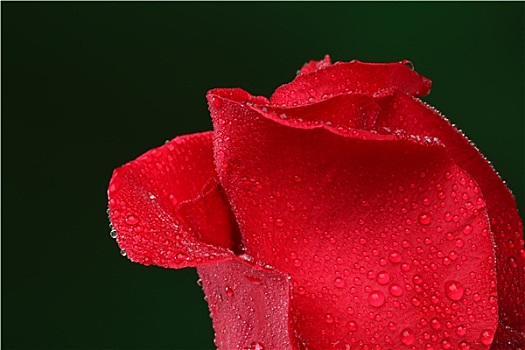 红玫瑰,许多,水滴