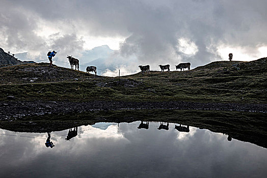 剪影,母牛,反射,高山,湖,博斯齐亚格,山谷,格劳宾登,恩格达恩,瑞士