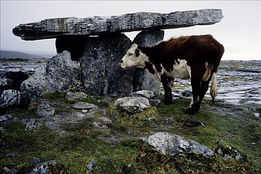 母牛,站立,石头,雨,巨石墓,布伦,风景,克雷尔县,爱尔兰,欧洲