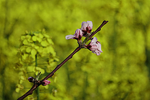 油菜花,春天,春季