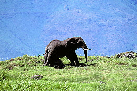 坦桑尼亚,恩戈罗恩戈罗火山口,大象,雄性动物,擦,腹部,石头