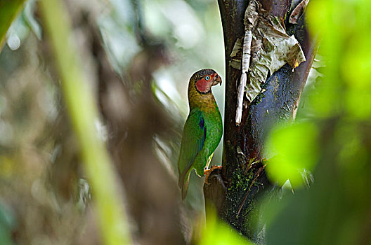 鹦鹉,厄瓜多尔