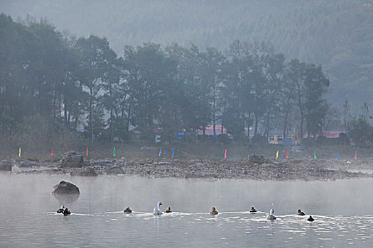 湖,水面,雾气,蒸腾,白雾,水蒸气,缥缈,仙境,灵性,家禽,鸭子,鹅,游动,自在,安静,自然,风光