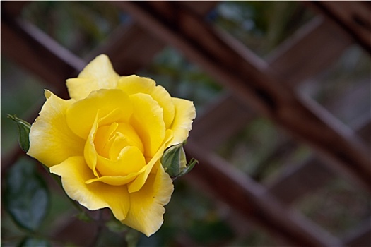黄玫瑰,格架,栅栏