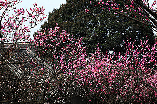 梅花,花朵,梅园,春天,报春