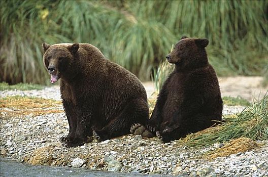 大灰熊,棕熊,雌性,大,一岁,幼兽,坐,边缘,卡特麦国家公园,阿拉斯加