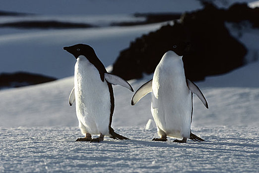南极,乔治王岛,阿德利企鹅