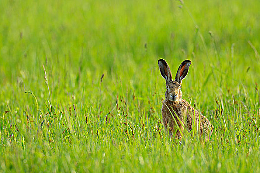 欧洲,棕兔,欧洲野兔,春天,黑森州,德国