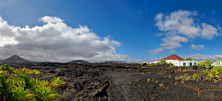 冷却,火山岩,棕榈树,兰索罗特岛,加纳利群岛,西班牙,欧洲