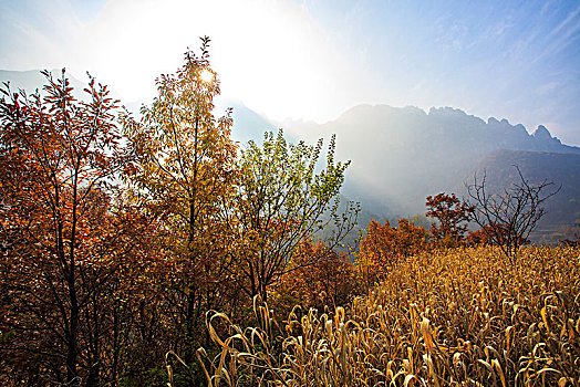 树叶,树枝,秋色,山