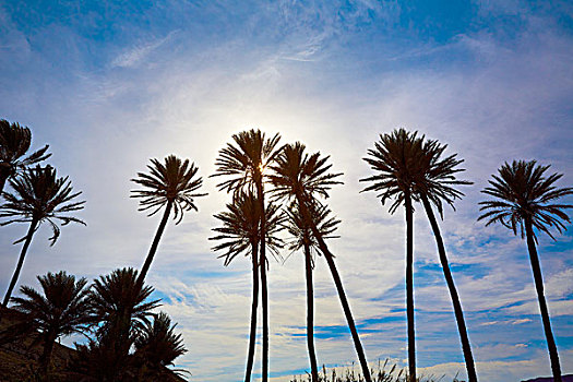艾美利亚,棕榈树,海滩,地中海,西班牙