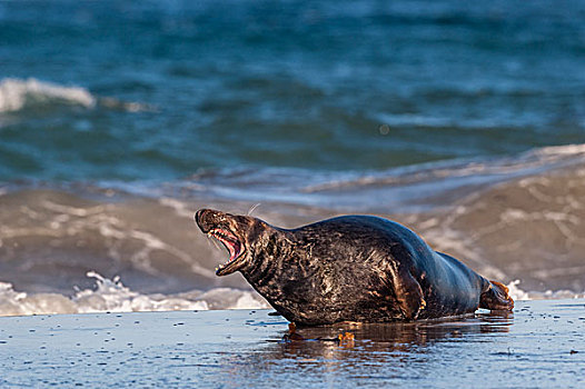 灰海豹,雄性动物,吠叫,石荷州,德国,欧洲