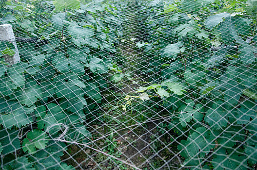 葡萄种植园上方的防护网