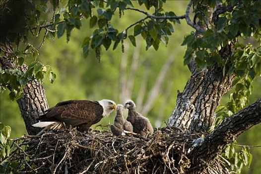 白头鹰,巢穴,湿地