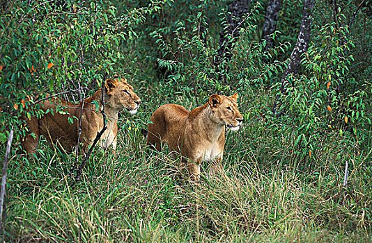 非洲狮,狮子,女性,出现,灌木,马赛马拉,公园,肯尼亚