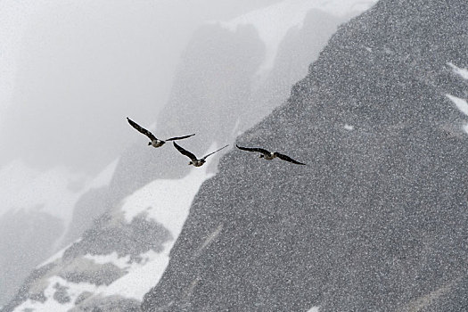 白额黑雁,飞,山,下雪,湾,斯匹次卑尔根岛,斯瓦尔巴特群岛,挪威