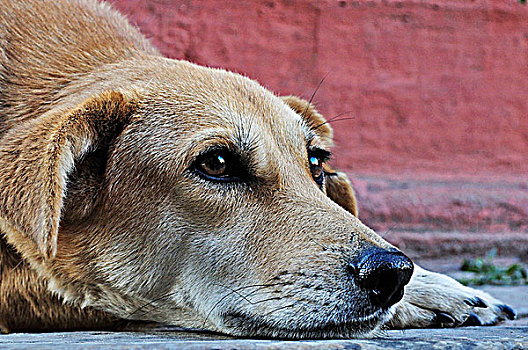 狗,杜巴广场,加德满都,尼泊尔