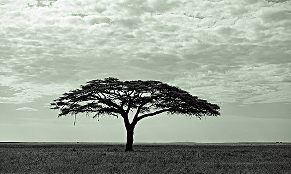 非洲的合欢树