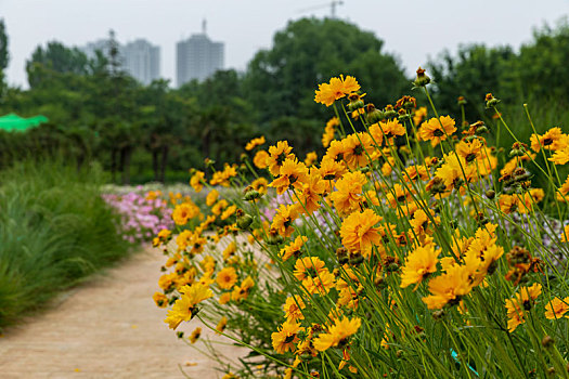 花卉背景