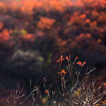 山东省潍坊市青州市红叶谷秋天的景色