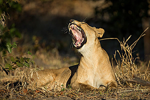 非洲,博茨瓦纳,乔贝国家公园,雌狮,狮子,牙齿,哈欠,荫凉,萨维提,湿地