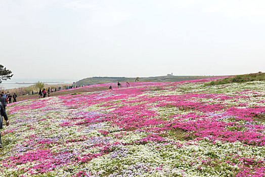 花海