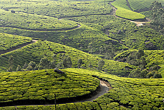 茶园,西高止山,喀拉拉,印度南部,印度,亚洲