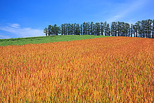 读,小麦,山