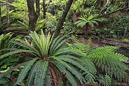 温带雨林,多样,蕨类,桫椤,南部地区,新西兰,大洋洲