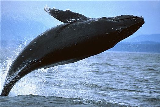 驼背鲸,大翅鲸属,鲸鱼,鲸跃,阿拉斯加