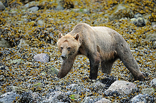 棕熊,熊,成年,女性,觅食,海岸线,海草,遮盖,石头,不列颠哥伦比亚省,加拿大